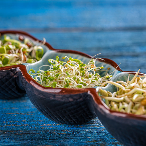 Sprouting seeds and legumes at home